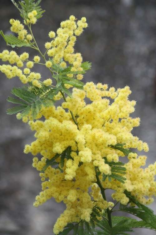 Mimosa Flower Factory Yellow South Of France
