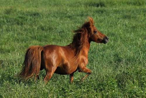 Miniature Horse Horse Grass Animal Nature