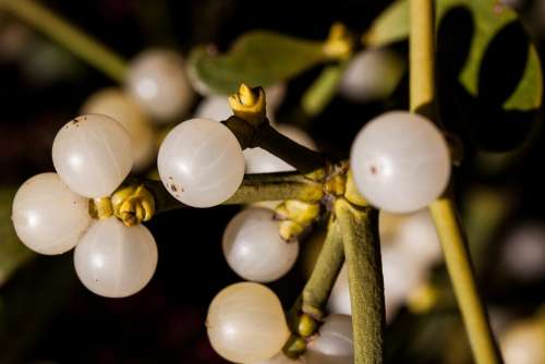 Mistletoe Parasite Medicinal Plant Branch Plant