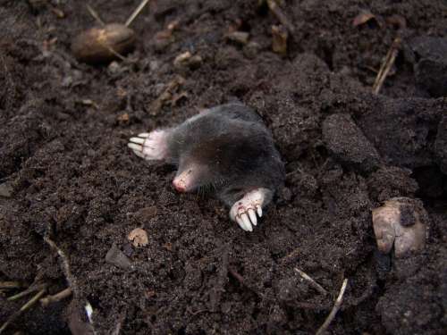 Mole Nature Animals Molehills Blind Cute Rodent