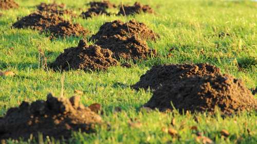 Molehill Mole Earth Meadow Rush Lawn Mower