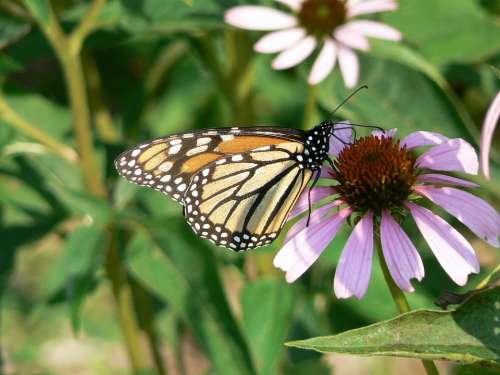 Monarch Butterfly Coneflower Danaus Plexippus Insect