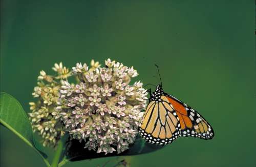 Monarch Butterfly Flower Milkweed Insect Orange