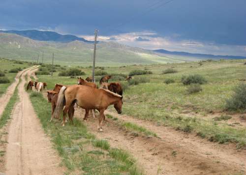 Mongolia Horses Steppe Track