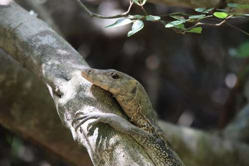 Monitor Lizard Reptile Scaly Iguana Close Up