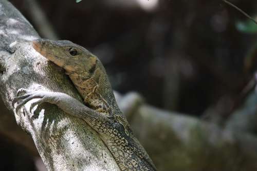 Monitor Lizard Reptile Scaly Close Up Creature
