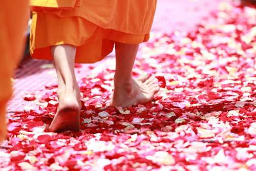 Monk Walking Rose Petals Buddhism Thailand