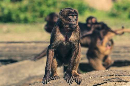 Monkey Zoo Animal World Observing Tiergarten