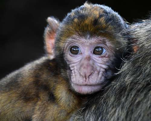 Monkey Baby Barbary Macaque Look Head Magot