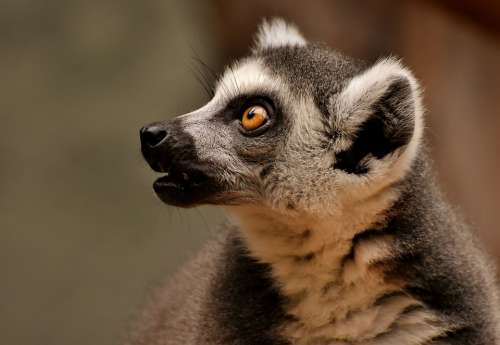 Monkey Lemur Cute Zoo Äffchen Sweet Animal