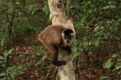 Monkey The Capuchin Monkey Animal Mammal Nature