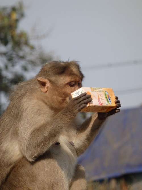 Monkey Food Eat