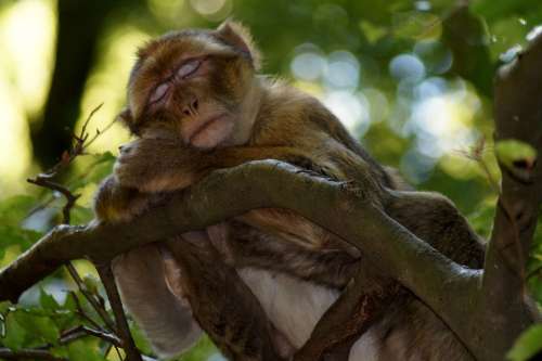 Monkey Sleeping Monkey Animal Enjoy Animal World