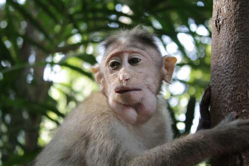 Monkey Marmoset India Animal Travel