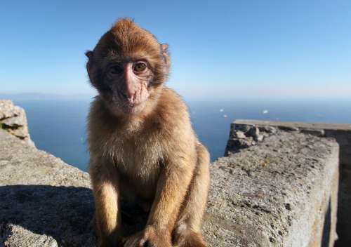 Monkey Baby Gibraltar Animal Landscape Travel
