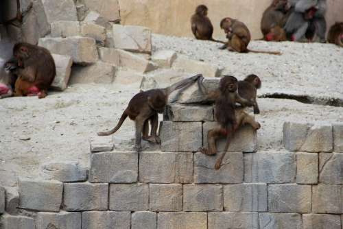 Monkey Zoo Ape Animals Nature Primate Wildlife