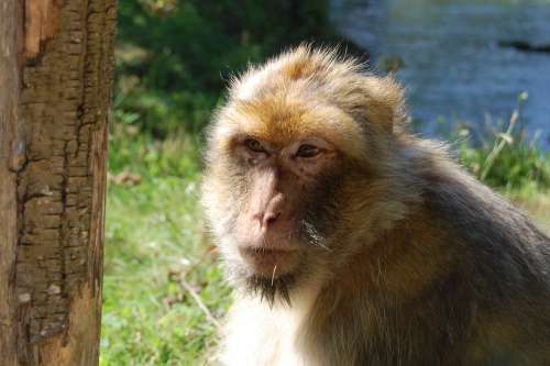 Monkey Careful Zoo Nature In Mammals Wild Animals