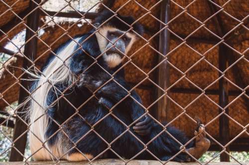 Monkey Gorilla Animal Mammal Primate Zoo Thinking