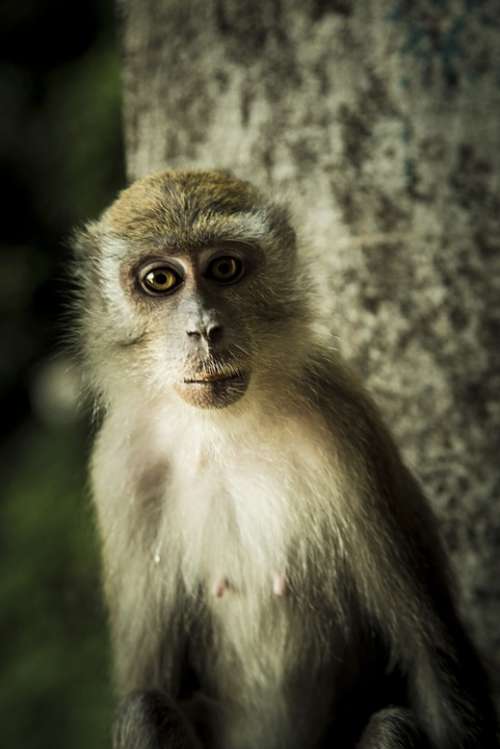 Monkey Ape Primate Malaysia Nipples Eyes Mammal