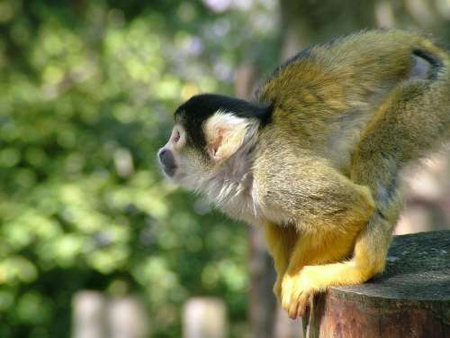 Monkey Dead Chief Monkey Squirrel Monkeys Saimiri