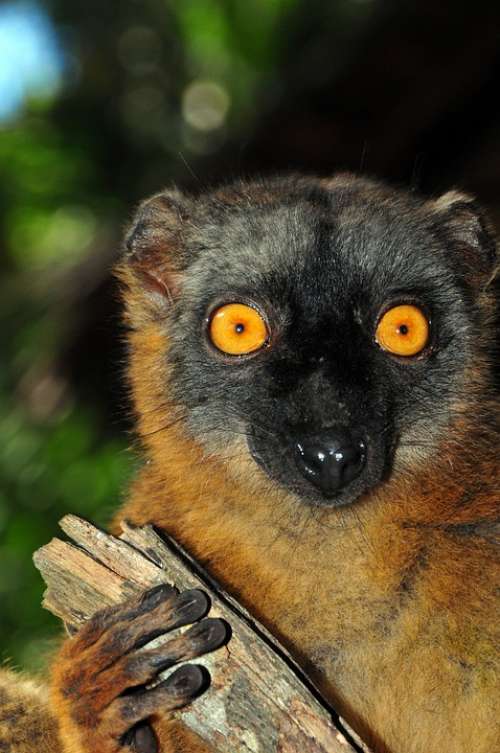 Monkey Maki Lemur Monkey Mayotte Animals