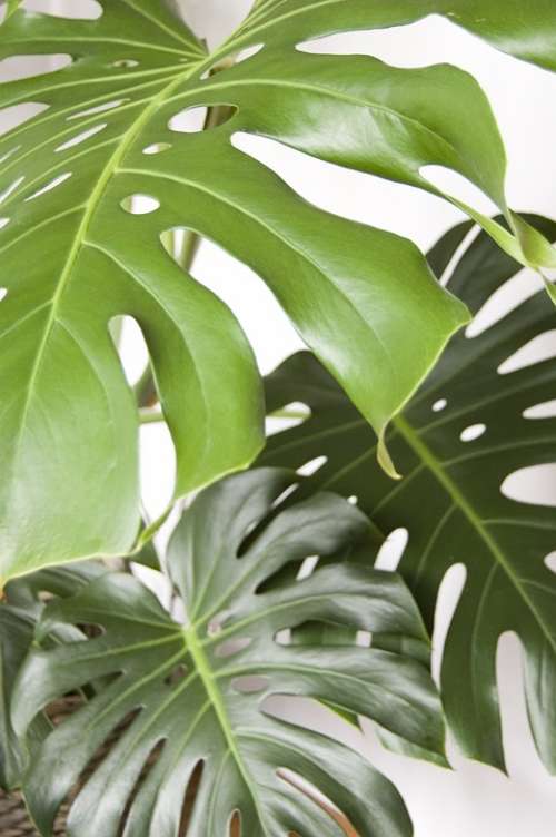 Monstera Plant Foliage The Tropical Nature Summer