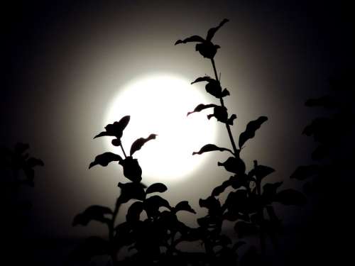 Moon Twigs Night Dark Terror Fear Full Moon