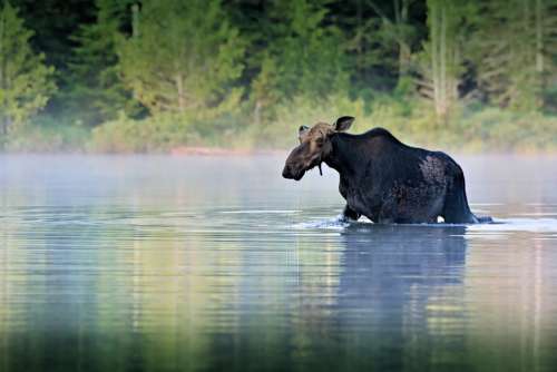 Moose Water Forest Wet Nature Wild Wildlife