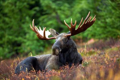 Moose Moose-Rack Male Bull Animal Nature Antlers
