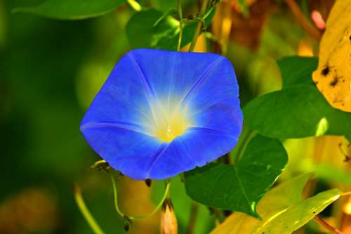 Morning Glory Flower Plant Blue Lead Foliage