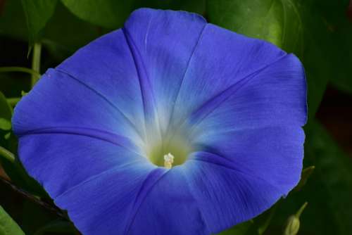 Morning Glory Vine Flower Nature Plant Bloom