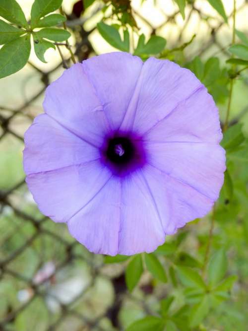 Morning Glory Blue Flower Blossom Plant Summer