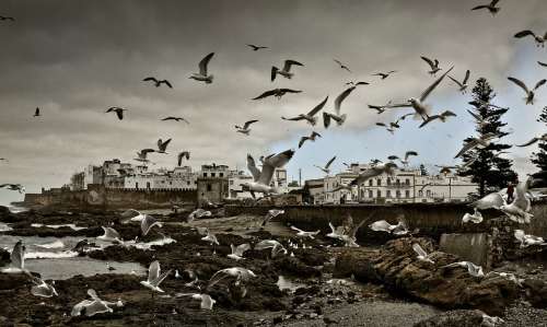 Morocco Essauria Beach Seagulls Flight