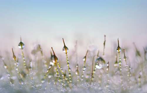 Moss Drip Blades Of Grass Grass Grasses Wet