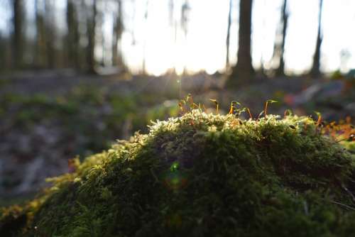Moss Forest Nature Evening Backlighting Mood
