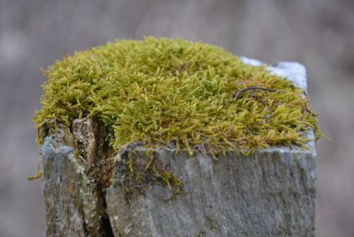 Moss Log Nature Wilderness Close Up Landscape