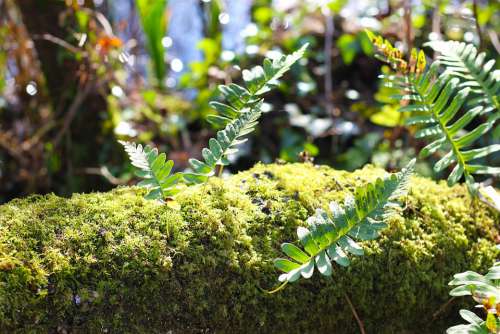 Moss Growth Forest Nature Plant Green Environment