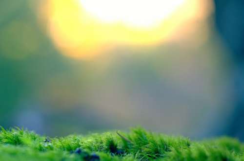 Moss Vegetation Bokeh Background Nature Plant