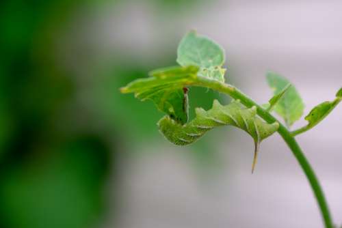 Moth Nature Green Plant Horn Worm Macro Outdoor