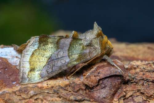 Moth Burnished Brass Summer Outdoor Colorful