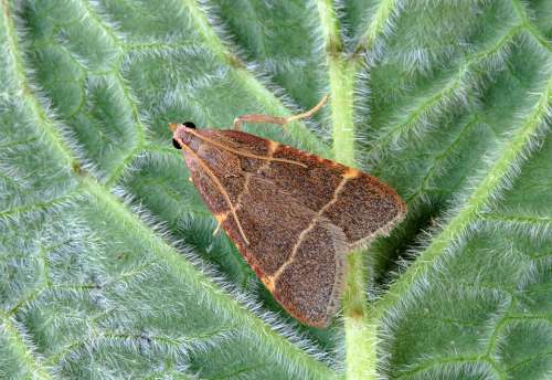 Moth Micro Macro Tiny Wings Nature Close Brown