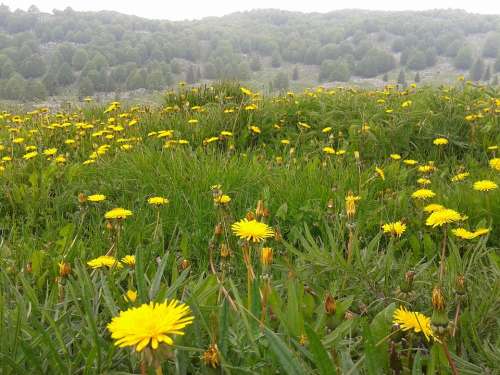 Mountain Flowers Prato Dandelion