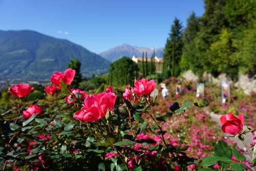 Mountains Castle Roses Meran Garden Nature