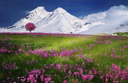 Mountains Alps Meadow Summer Landscape