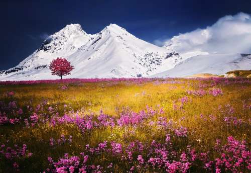 Mountains Alps Meadow Summer Landscape Yellow