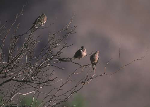 Mourning Doves Tree Birds Wildlife Nature Branches