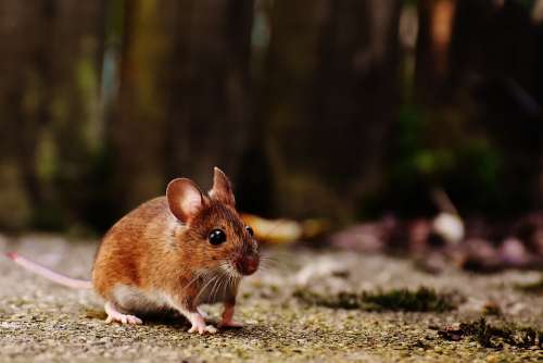 Mouse Rodent Cute Mammal Nager Nature Animal