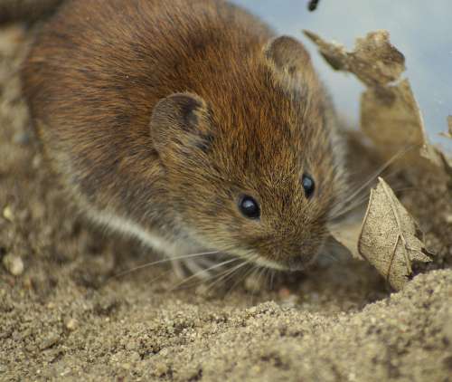 Mouse Rötelmaus Cute Animal Rodent Small Mammal