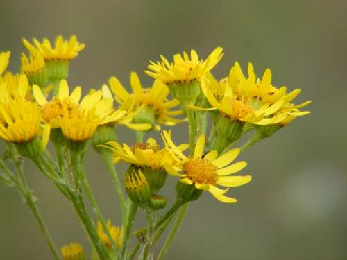 Mud Zamojskie Poland Flower Lubelskie Yellow