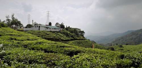 Munnar Kerala In India Landscape Mountain Tea